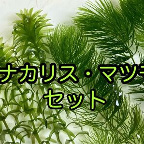 (水草セット)アナカリス8本 マツモ8本
