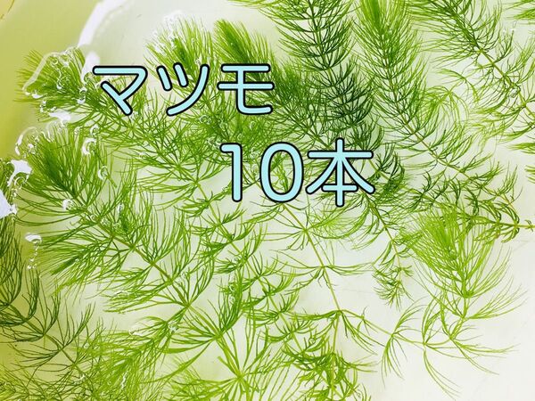 水草 マツモ 10本