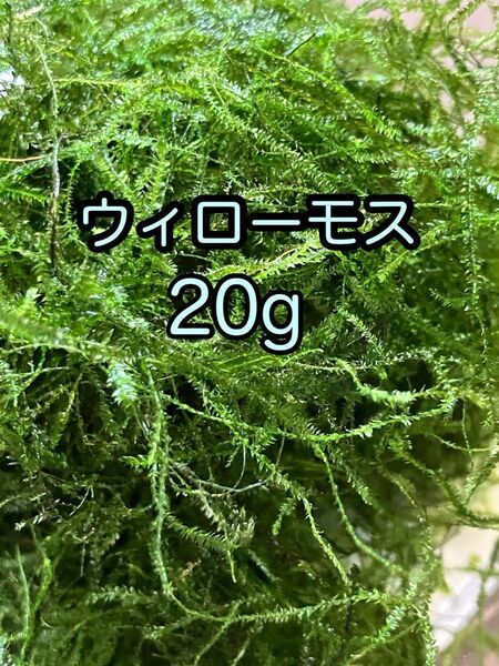 水草 ウィローモス 20g(おまけ ウォーターマッシュルーム)