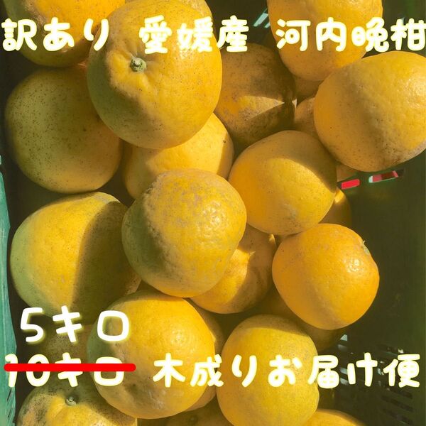 愛媛産 吉田町 河内晩柑 5キロ 2L〜Mサイズ(訳あり品)