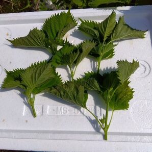 281 青しそ 青紫蘇 大葉 茎付葉穂先200g 紫蘇ジュース作ってみませんか ネコポス箱で送ります