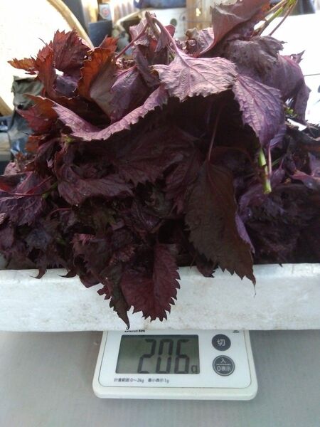 311 ぴろぴろ様注文品専用 赤しそ 赤紫蘇 葉 茎付葉穂先200g 紫蘇ジュース作ってみませんか ネコポス箱で送ります