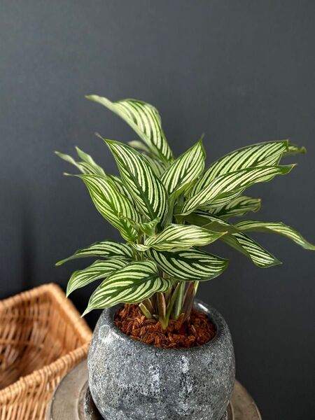 カラテア・エルプティカ ビッタータ/ストライプ葉が美しい観葉植物/グレー鉢植え/ベラボン×アクアセル仕立て