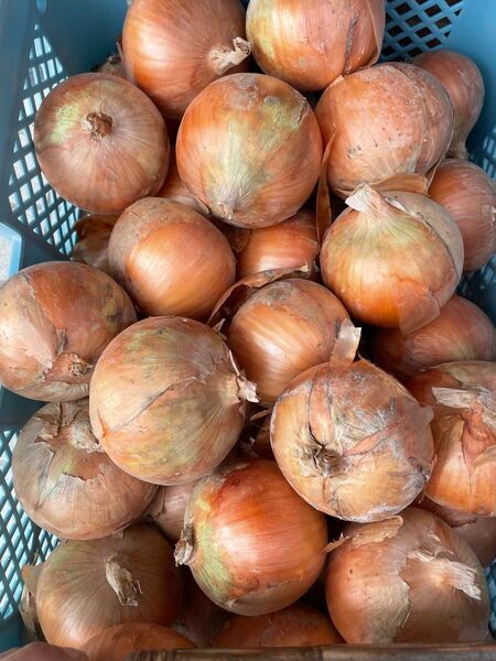 大人気秀品10kg!淡路島南あわじ産、新たまねぎ!M、L