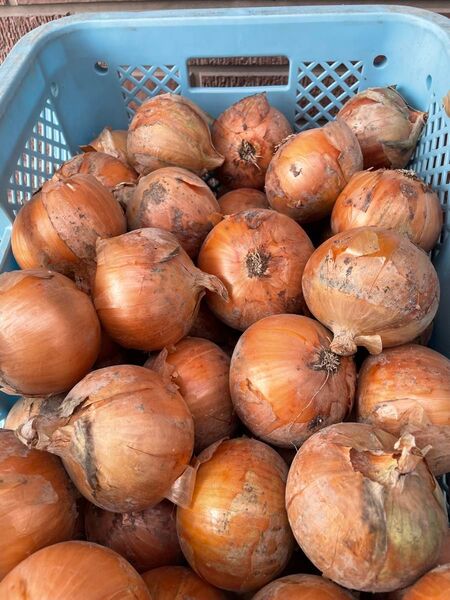超お買い得。ターザン秀品10kg!淡路島南あわじ産、たまねぎ!M、L