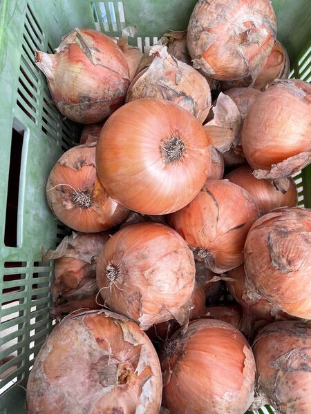大人気の大玉!B品訳あり、10kg!淡路島たまねぎ。2L、3L