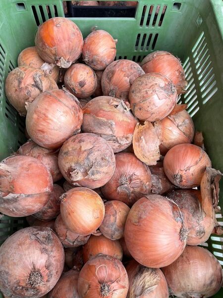 激安超お買い得。B品訳あり、10kg!淡路島たまねぎ。M、L、