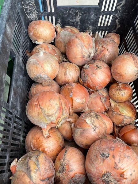 大人気激安!B品訳あり、10kg!淡路島たまねぎ。M、L、