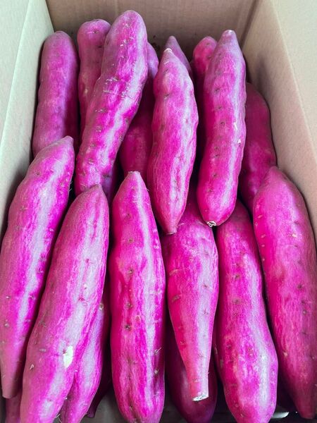令和7年産、初物新イモです!最高級鳴門金時、M サイズ、5kg