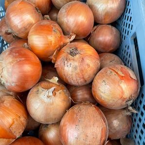 超お買い得品。秀品10kg!淡路島南あわじ産、たまねぎ!M、L
