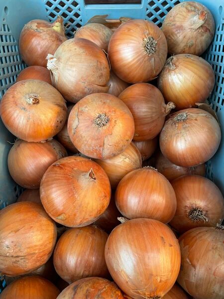 夏休み限定感謝セール。秀品10kg!淡路島南あわじ産、たまねぎ!M、L