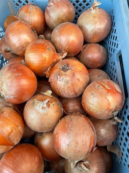 大特価!秀品10kg!淡路島南あわじ産、たまねぎ!M、L