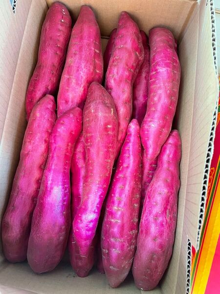 令和7年産、新イモ!鳴門金時、M Lサイズ、5kg