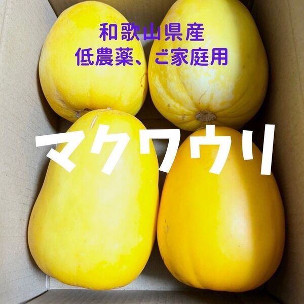 マクワウリ 4〜9個 約2キロ ご家庭用