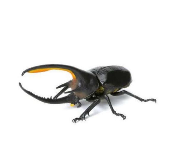 いきもの大図鑑 ミニコレクション 昆虫03 ネプチューンオオカブト フィギュア バンダイ BANDAI 生き物大図鑑
