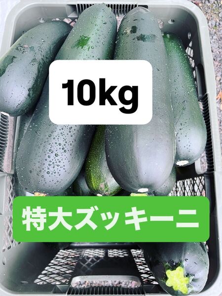 ②超特大!栃木県産ズッキーニ 約10kg 栽培期間中農薬不使用