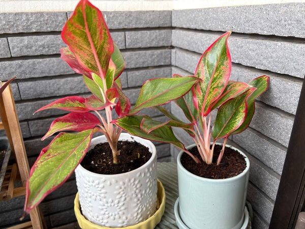 アグラオネマ 抜き苗2本