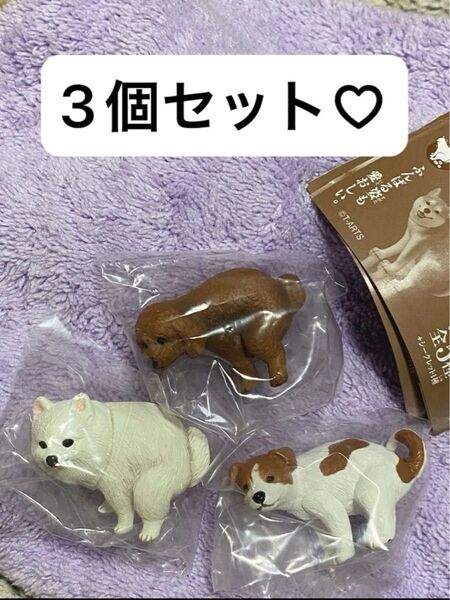 ふんばり〜ぬ ふんばりーぬ 3個 カプセル ガチャ セット トイプードル ポメラニアン ジャックラッセルテリア