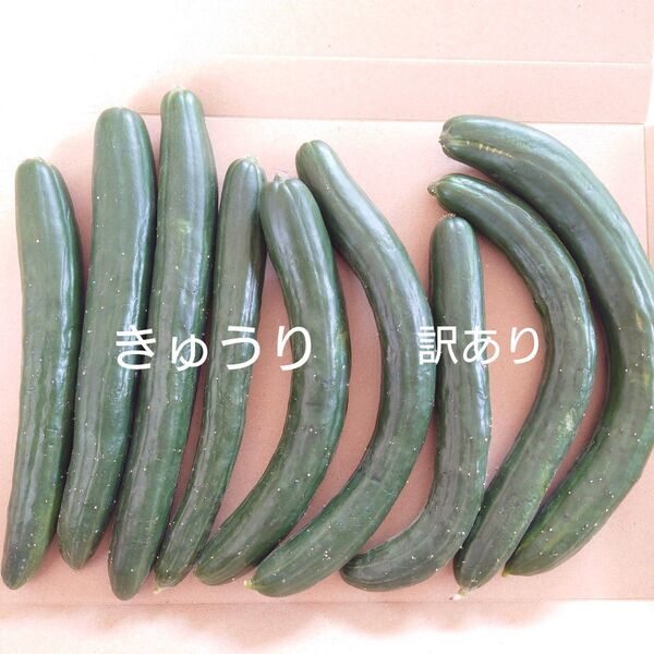 きゅうり 訳あり