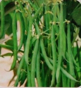 お試し!いんげん豆 200g