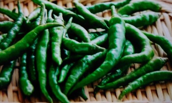 お試し!青唐辛子 250g