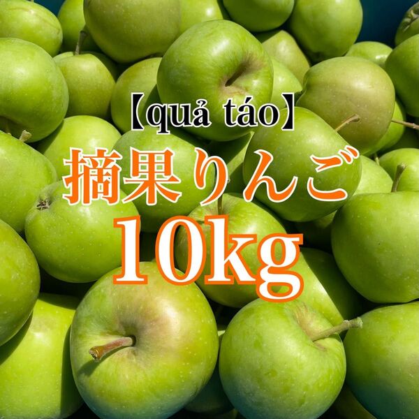 産地直送 長野県産 摘果りんご 10kg 加工用 ジャム apple 送料無料 林檎 コンポート リンゴ酢 夏休みの実験 28