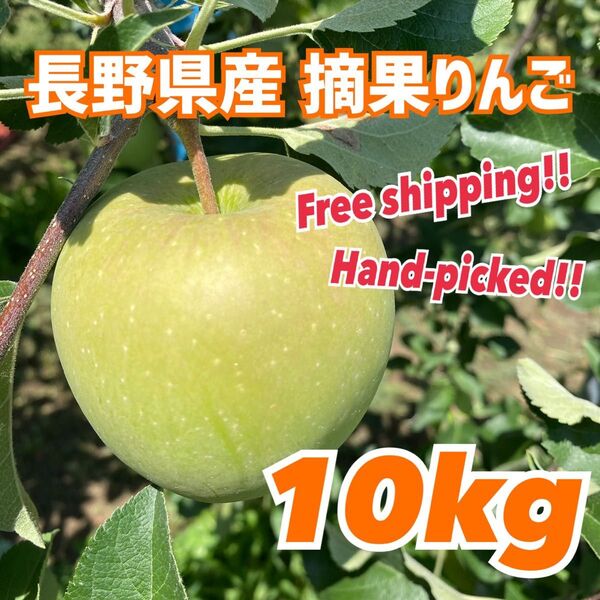 産地直送 長野県産 摘果りんご 10kg 加工用 ジャム apple 送料無料 林檎 コンポート リンゴ酢 夏休みの実験 29