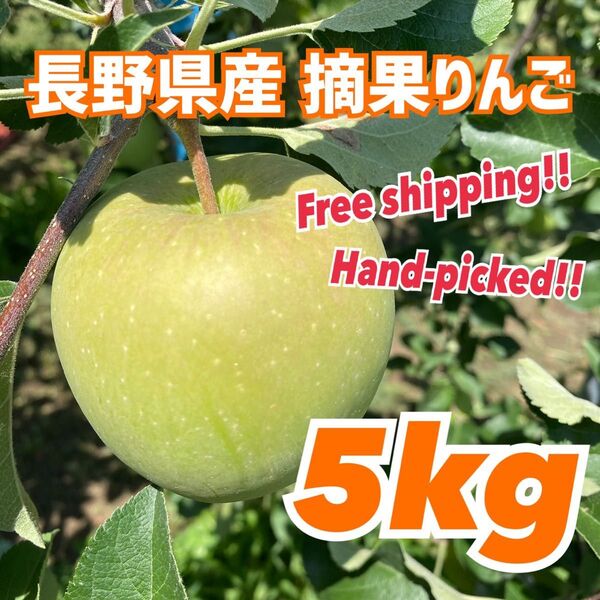 産地直送 長野県産 摘果りんご 5kg 加工用 ジャム apple 送料無料 林檎 コンポート リンゴ酢 夏休みの実験 2