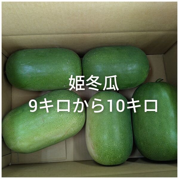 姫冬瓜 9キロから10キロ