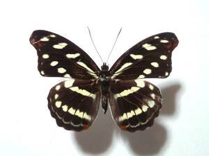 蝶 標本 Catonephele.acontius.acontius：♀（ベリーズ）