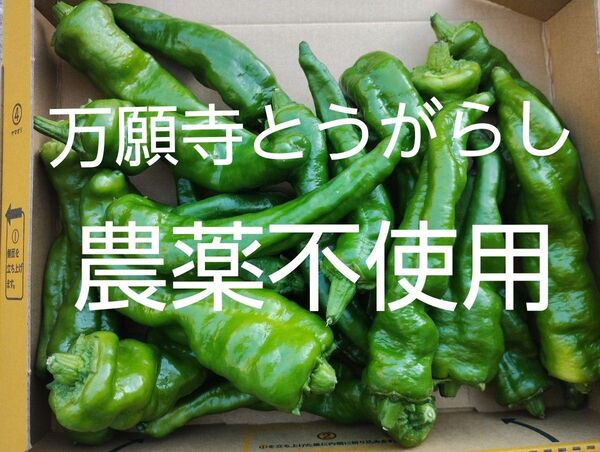 万願寺とうがらし シシトウ 農薬不使用 沢山 お買い得