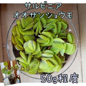 サルビニア 50g 水草/オオサンショウモ