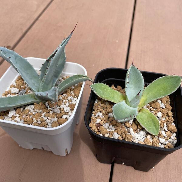 アガベ オバティフォリア フロスティブルー パリートランカータ 地植えセット