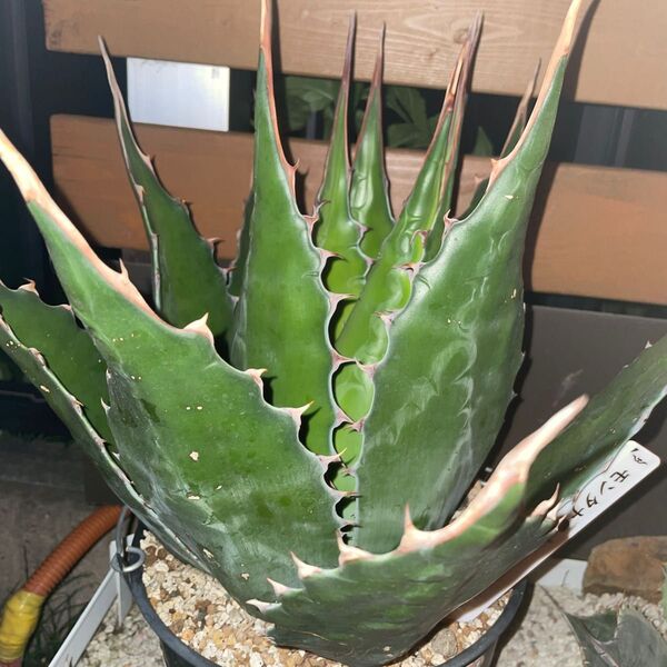 アガベ 超強棘 大株 モンタナ
