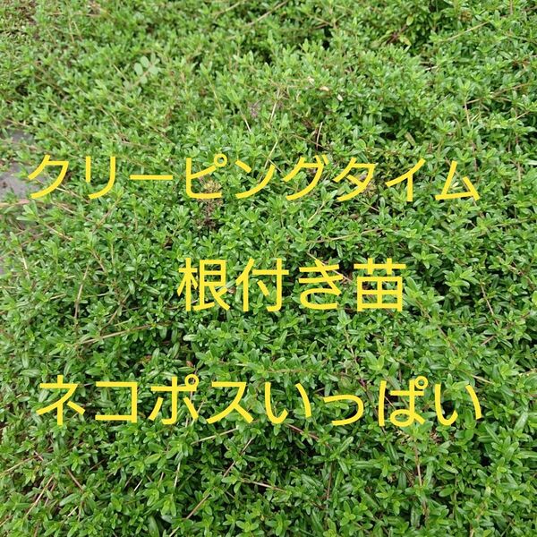 クリーピングタイムネコポスいっぱい