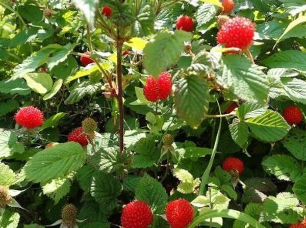 いちご 苗 5株 クサイチゴ 草苺 木いちご 木苺 ラズベリー 家庭菜園