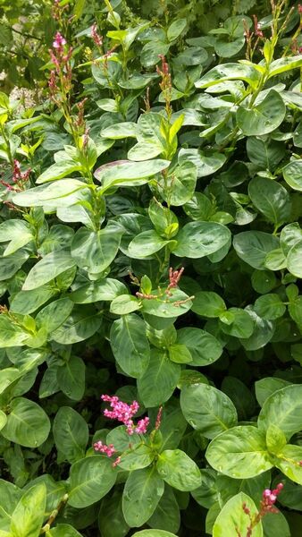 藍 苗 20本 藍染 無農薬 無施肥 草木染め ドライフラワー 薬草茶