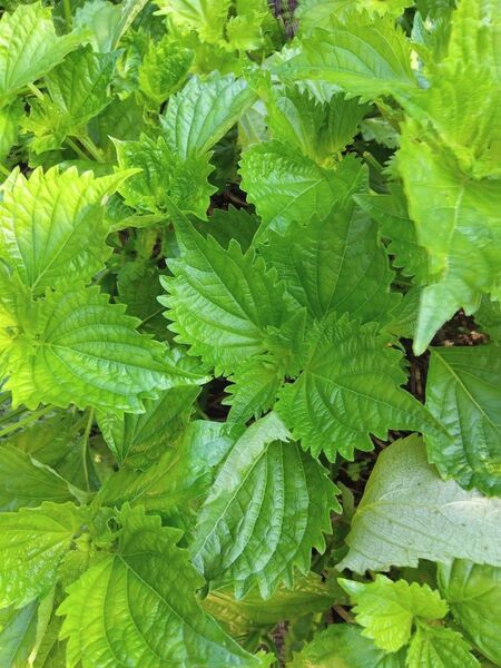 青紫蘇 新芽 ネコポスいっぱい! 大葉 農薬不使用 自然栽培 薬味 固定種