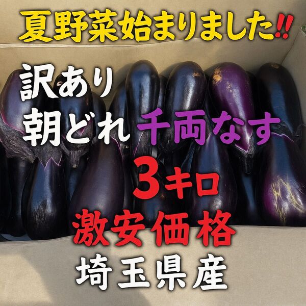 訳あり朝どれ千両なす 3kg!!とろける夏野菜!!産地直送