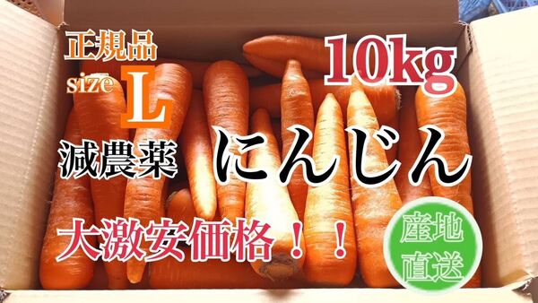 正規品Lサイズ減農薬にんじん10Kg 産地直送 自信あり大激安価格!!