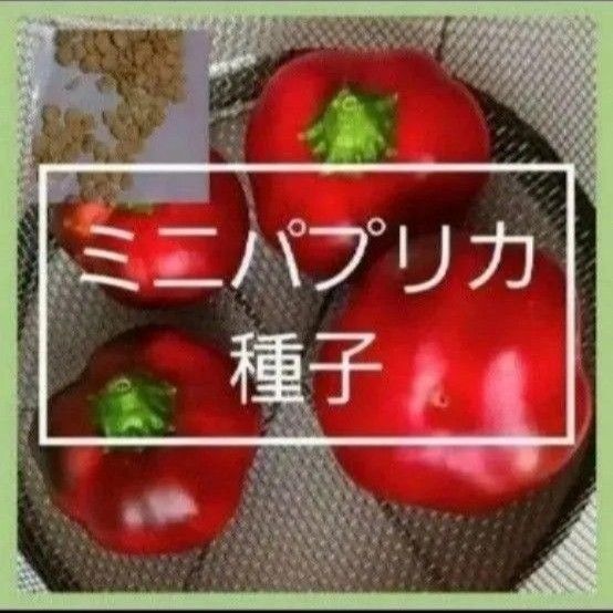 【同梱で50円値引き】ミニパプリカ 赤 種子 15個 農薬使わず自家栽培