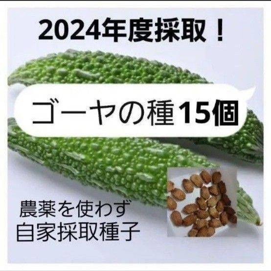 【同梱50円値引き】ゴーヤ 種子 15個 農薬を使わず栽培採取
