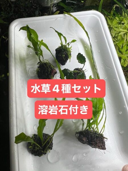 ミクロソリウム 2種 アヌビアスナナ プチプチ ウィローモス 溶岩石巻き 無農薬