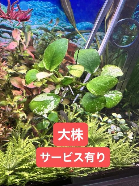 アヌビアスナナ 斑入り ホワイトマーブル 1株一つの大株 サービス有り 天然 無農薬