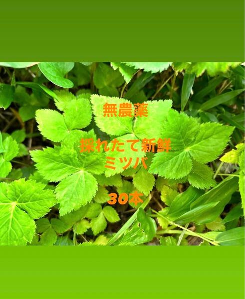 ネコポス発送 無農薬 採れたて新鮮ミツバ 30本