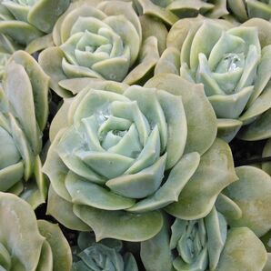 多肉植物 ラブリーローズ抜き苗全て