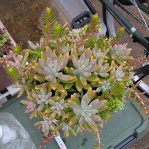 訳あり多肉植物特大セダム特重 寄せ植え筒形プラスチック鉢ごと10号サイズ