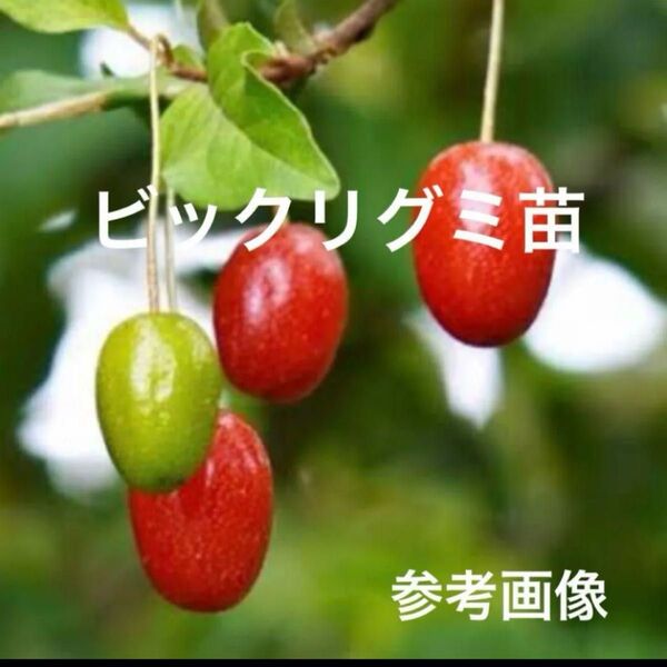 ビックリグミ苗 土付き抜き苗2本 挿し木苗