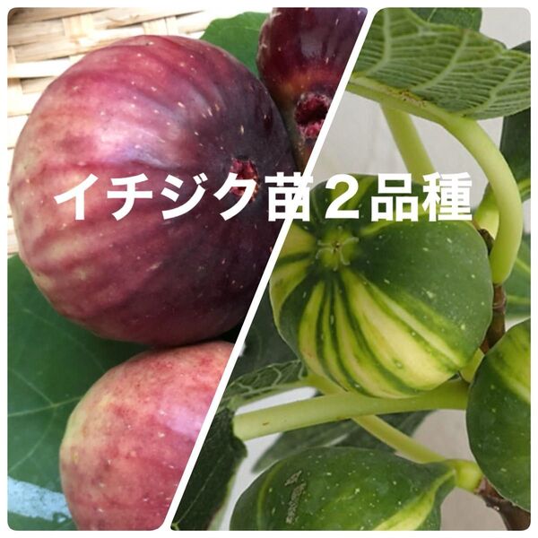 イチジク苗 ゼブラスイートと何処にでもある普通のイチジク苗 セット 土付き抜き苗