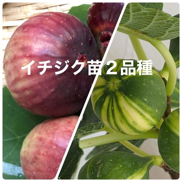 イチジク苗2品種2本セット ゼブラスイートと何処にでもある普通のイチジク苗 土付き抜き苗